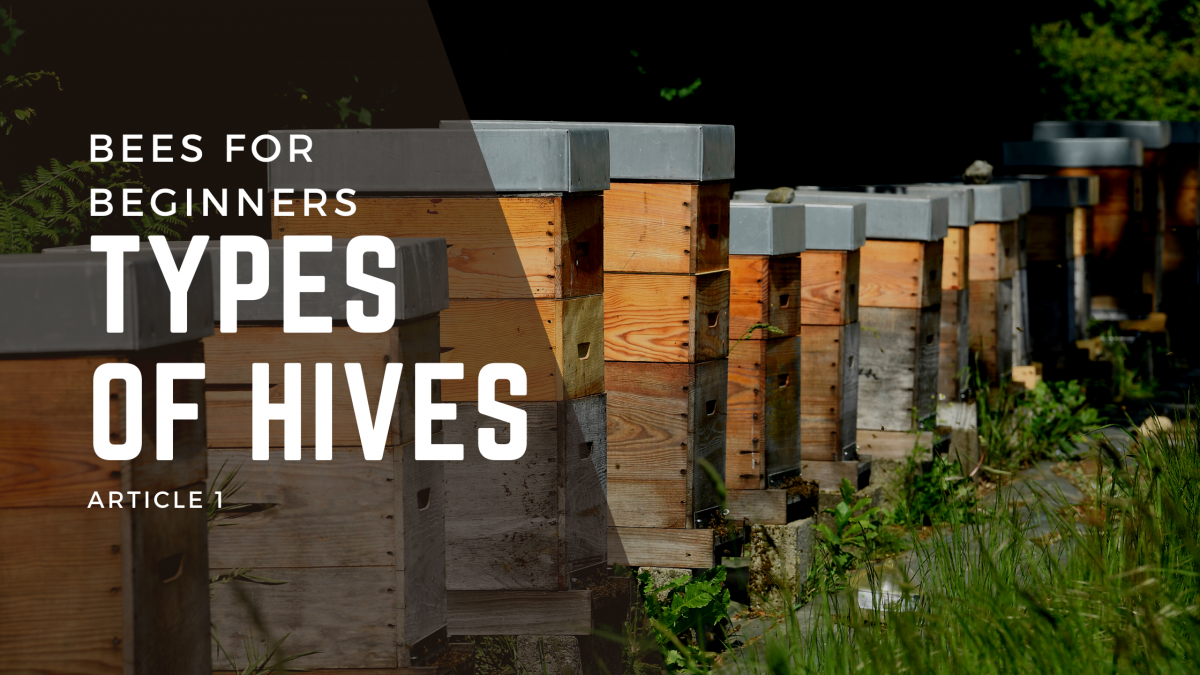 Beehives, Different Types and Styles - Bees4Beginners 1