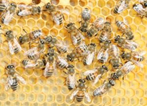 buckfest honey bees