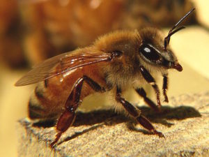 Itilian honey bee